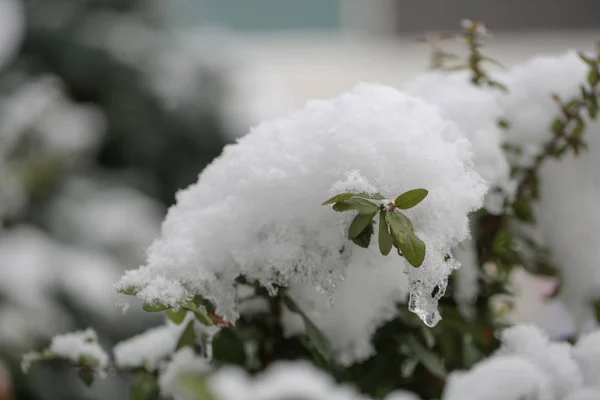 Första Snön Gröna Blad Vintern — Stockfoto