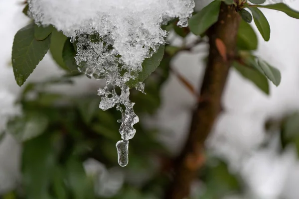 Brunch Bush Avec Petites Feuilles Vertes Humides Recouvertes Glace Des — Photo