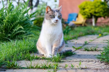 Sevimli kedi açık havada eğleniyor. üç kedi