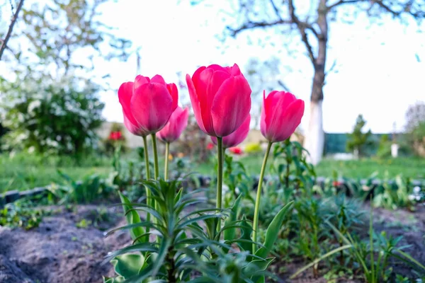 Rosa Tulpenblüten im Garten. Blumenbeet — Stockfoto