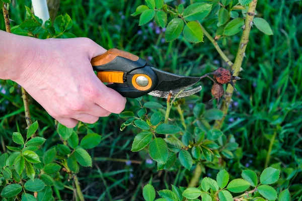 Flower gardening and maintenance concept. Close up shot of women hands with pruning shears working in garden. Gardener trimming off spray of spent or dead rose flowers using secateurs — Stock Photo, Image