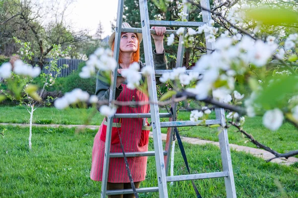Farmer woman up on a ladder for care blooming apple tree on a lovely spring day — Stock Photo, Image