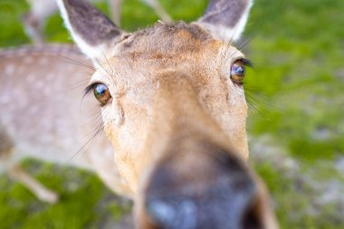Closeup objektifte arıyorsunuz bir geyik