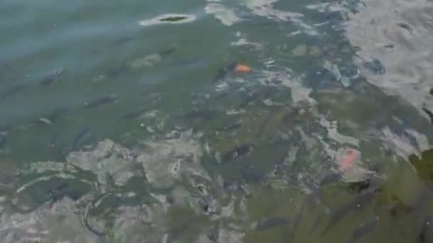 Klares Flaches Wasser Mit Wasser Schwimmenden Fischen Viele Fische — Stockvideo