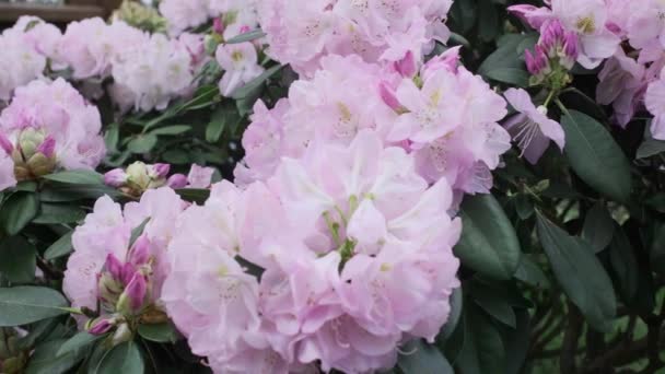 美丽的粉红色花序花序特写 布什特写的粉红色花朵 — 图库视频影像