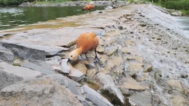 Patos Lago Com Uma Cachoeira Artificial Parque Verão Pato Recebe — Vídeo de Stock