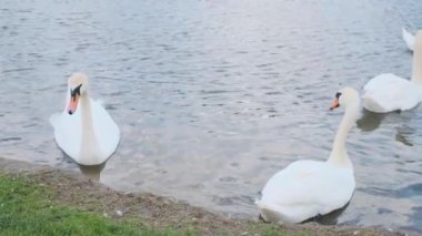 Sudaki kuğular. Gölde yüzen kuğular