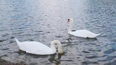 Sudaki kuğular. Gölde yüzen kuğular