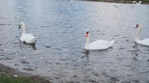 Лебеди Воде Лебеди Купающиеся Озере — стоковое видео