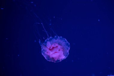 Denizanası Japon deniz ısırgan ısısırır Suda Chrysaora pacifica
