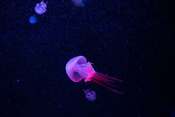 Misteriosa e incantevole medusa Colore Viola in acqua. meduse corallo Colore — Foto Stock