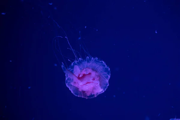 Medusa Urtiga marinha japonesa Chrysaora pacifica na água — Fotografia de Stock
