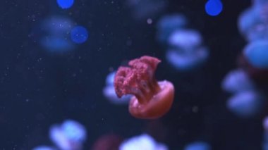 Jelly mavi balina (catostylus mosaicus) veya koyu mavi okyanusta mavi balina denizanası, akvaryumda ışıklandırılmış ışık.