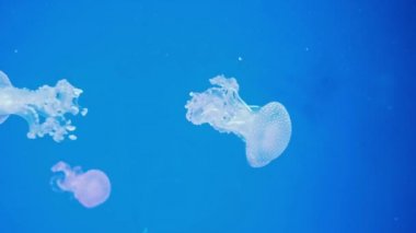 Harika Mavi Işıldayan Beyaz Benekli Denizanası Phyllorhiza punctata. Avustralya benekli denizanası