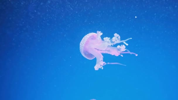 Wonderful Closeup Blue Glowing White Spotted Jellyfish Phyllorhiza Punctata Australian — Stock Video