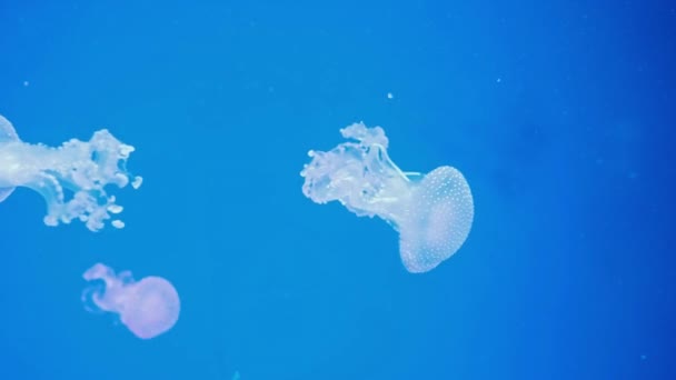 Maravilloso Primer Plano Azul Brillante Medusa Manchada Blanca Phyllorhiza Punctata — Vídeos de Stock