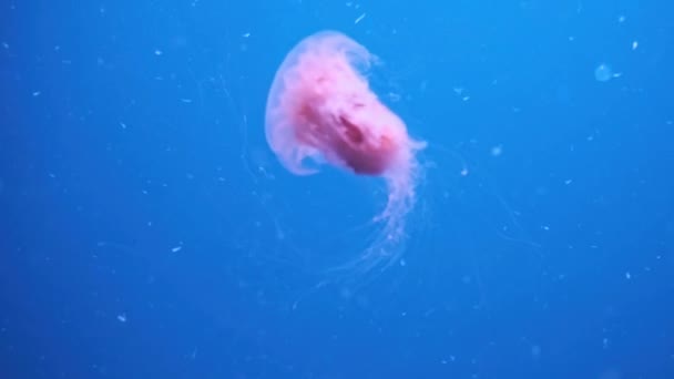 Medúza Japán Tengeri Csalán Chrysaora Pacifica Medúza Korall — Stock videók