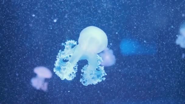 Meraviglioso Primo Piano Blu Incandescente Medusa Bianca Maculato Phyllorhiza Punctata — Video Stock