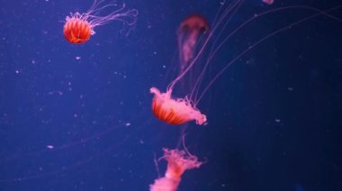 Denizanası Japon deniz ısırgan ısısırır Chrysaora pacifica. Japon deniz ısırgan denizanası. Mercan rengi