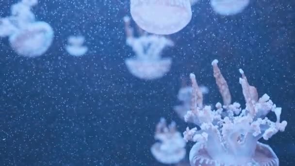 Meraviglioso Primo Piano Blu Incandescente Medusa Bianca Maculato Phyllorhiza Punctata — Video Stock