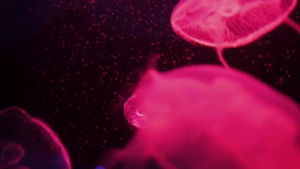 Medusa Urtiga Marinha Japonesa Chrysaora Pacifica Medusas Coral — Vídeo de Stock