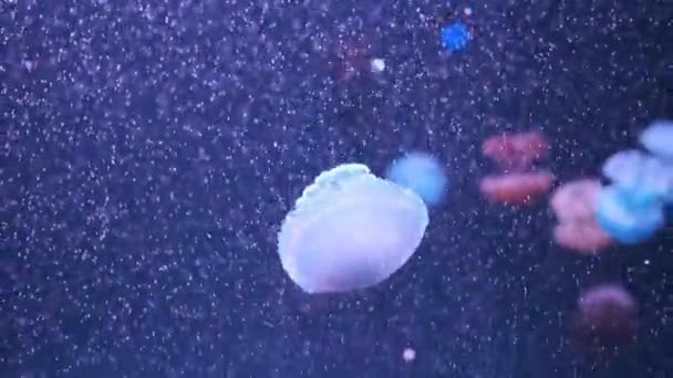 Wonderful Closeup Blue Glowing White Spotted Jellyfish Phyllorhiza Punctata — Stock Video