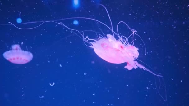 Medusas Ortiga Marina Japonesa Chrysaora Pacifica Medusas Coral — Vídeo de stock