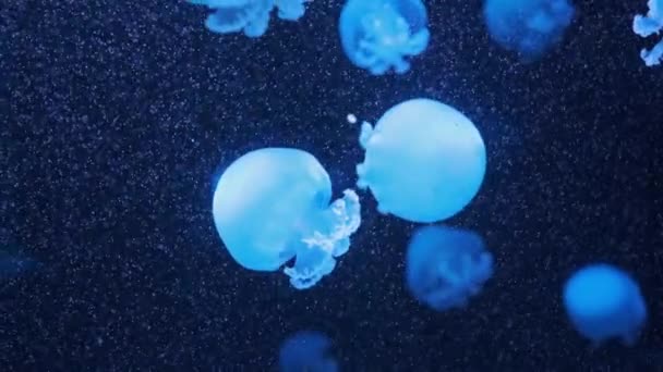 Lychnorhiza Lucerna Marmormaneter Rör Sig Vattnet Mörkblå Bakgrund Maneter Medusa — Stockvideo