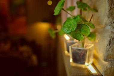 Cam konteyner ve tuğla duvar loft tarzı altın pothos.