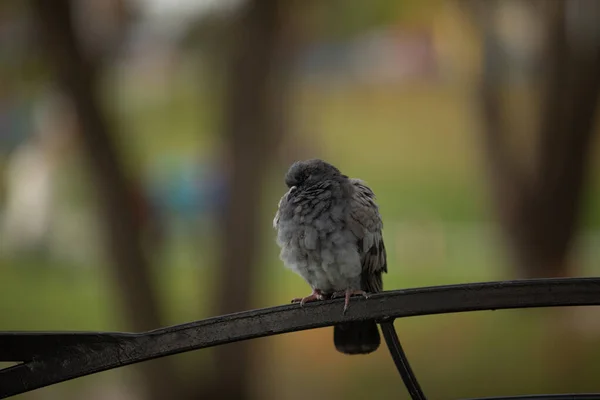 Colombe grise libre assise sur la balustrade. Une colombe. Important. Colombe des rues. trouver un repas . — Photo