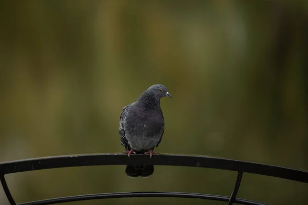 Colombe grise libre assise sur la balustrade. Une colombe. Important. Colombe des rues. trouver un repas . — Photo