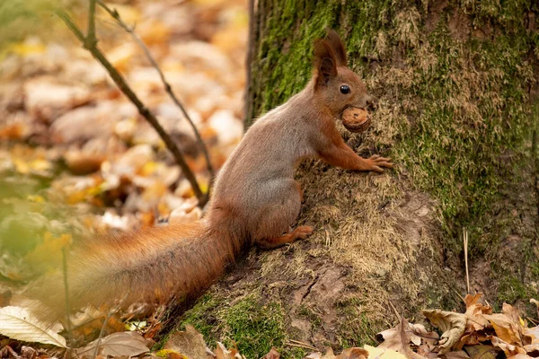Wiewiórka siedzi na asfalcie w jesiennym parku i czeka na orzecha — Zdjęcie stockowe