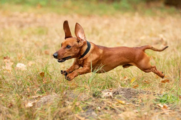 Bir parkta Köpek Dachshund, sonbahar renkleri