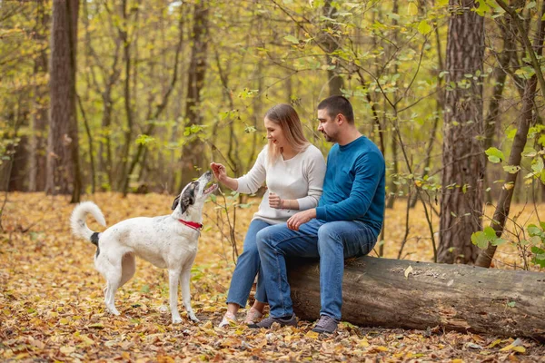 care, animals, family, season and people concept - smiling couple with dog in autumn park