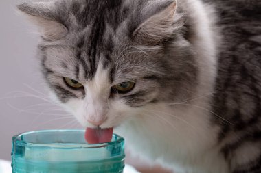 Mavi bardaktan süt içen gri kedi