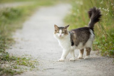 Sokak kedisi köy yolunda yürüyor. Yoldan geçen bir sokak kedisi.
