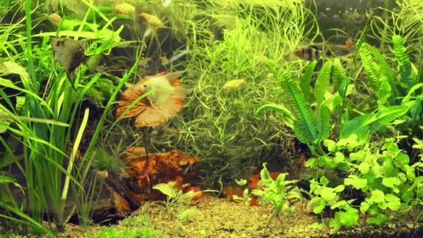 Diversi Pesci Acquario Nuotano Nell Acquario Molte Alghe Verdi — Video Stock