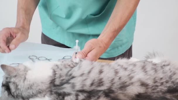 의사는 수술을 고양이에게 마취를 주사하기 주사기를 전문적 수의학 클리닉 가정용 — 비디오