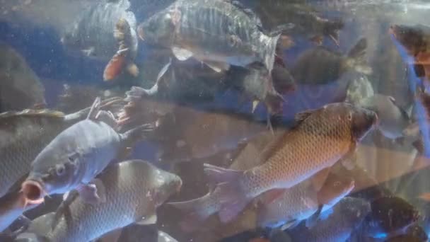 Süpermarkette Canlı Balık Satılan Bir Akvaryum Balık Pazarında Farklı Balıklar — Stok video
