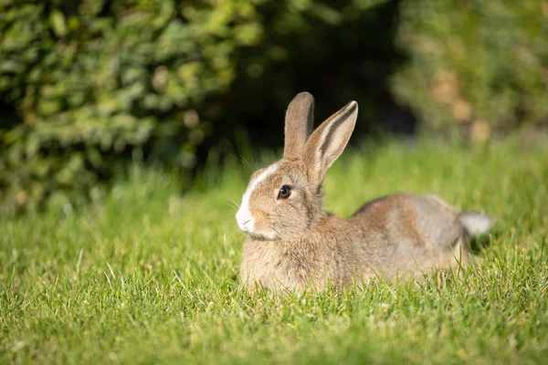 Пасхальный Кролик Свежей Зеленой Траве Саду — стоковое фото
