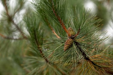 bir kürk ağacı veya çam ağacının yeşil dikenli dalları