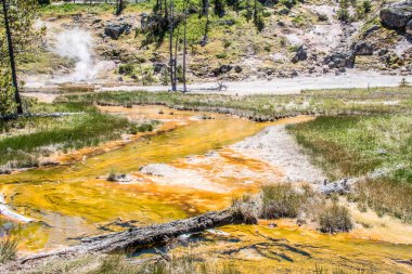 Norris Geyser Havzası 'ndaki boya kaplarından birinden kaynaklanan bu dere, sıcak havzayı çevreleyen kaldırım boyunca ve altında dolaşırken kaynama noktasına yakındır.