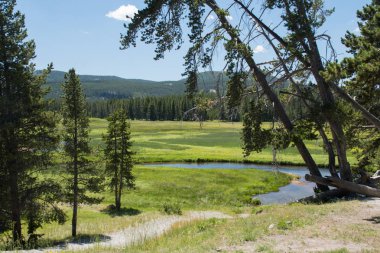 Madison Kampı 'nın yakınındaki güzel, çimenli çayır.