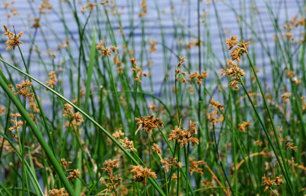 Flowering lake reed Scirpus lacustris on the river bank. Schenoplectus, sedge family close-up, macro