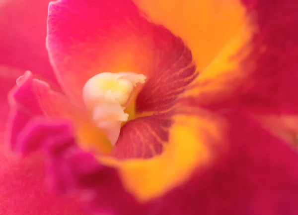 Fundo Natural Orquídeas Cattleya Close Pólen Bonito Para Fundo Abstrato — Fotografia de Stock