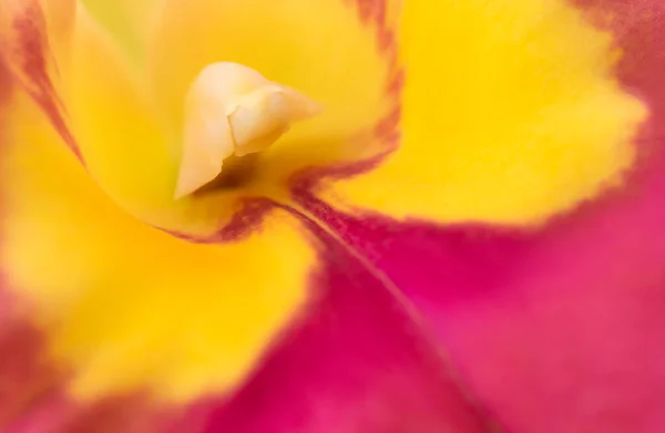 Fondo Natural Orquídeas Cattleya Primer Plano Del Polen Hermoso Para —  Fotos de Stock