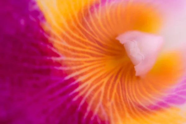 Fond Naturel Orchidées Cattleya Gros Plan Beau Pollen Pour Fond — Photo