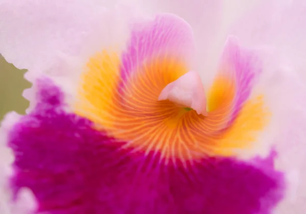 Fundo Natural Orquídeas Cattleya Close Pólen Bonito Para Fundo Abstrato — Fotografia de Stock