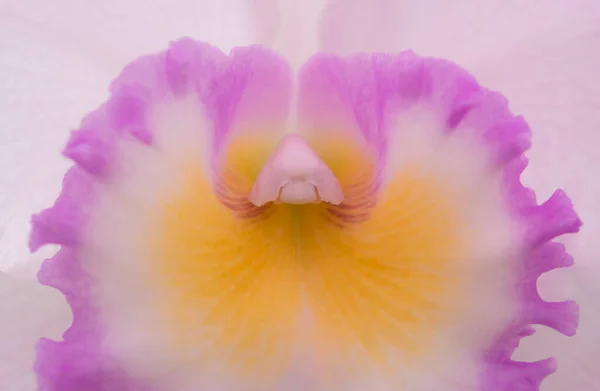 Natuurlijke Achtergrond Van Cattleya Orchideeën Close Van Mooie Pollen Voor — Stockfoto