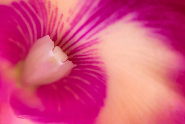 Fundo Natural Orquídeas Cattleya Close Pólen Bonito Para Fundo Abstrato — Fotografia de Stock